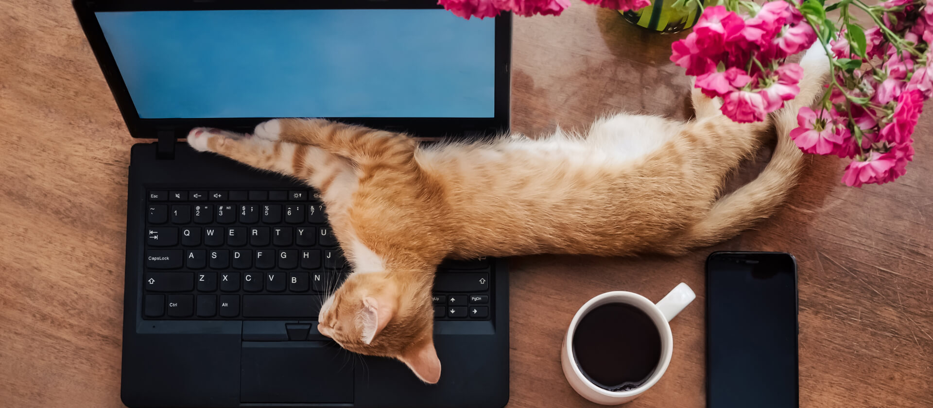 Pet Health Plus Telemedicine App