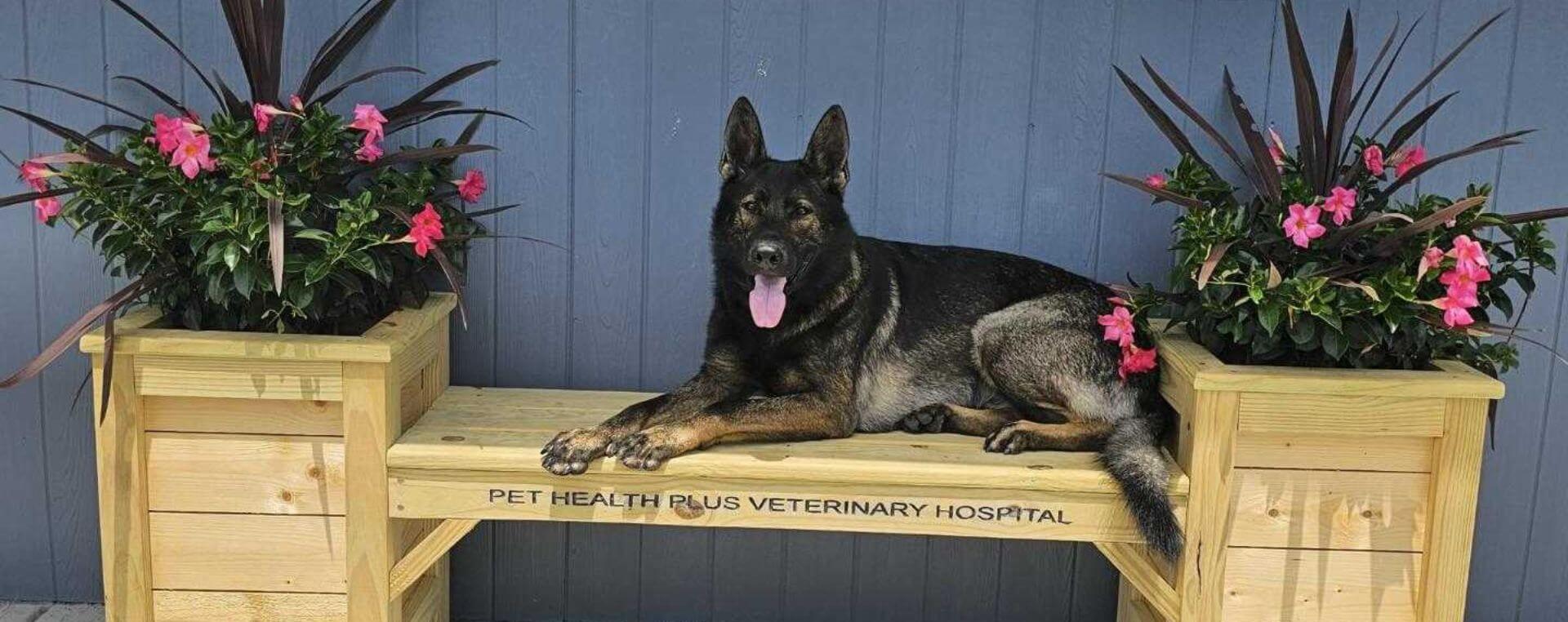 Pet laying on Pet Health Plus bench