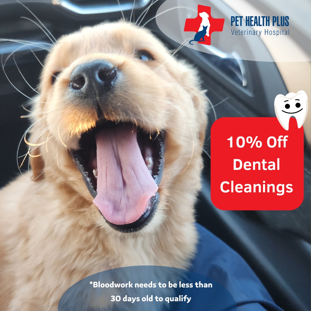Dog Dental Services Delaware Ohio