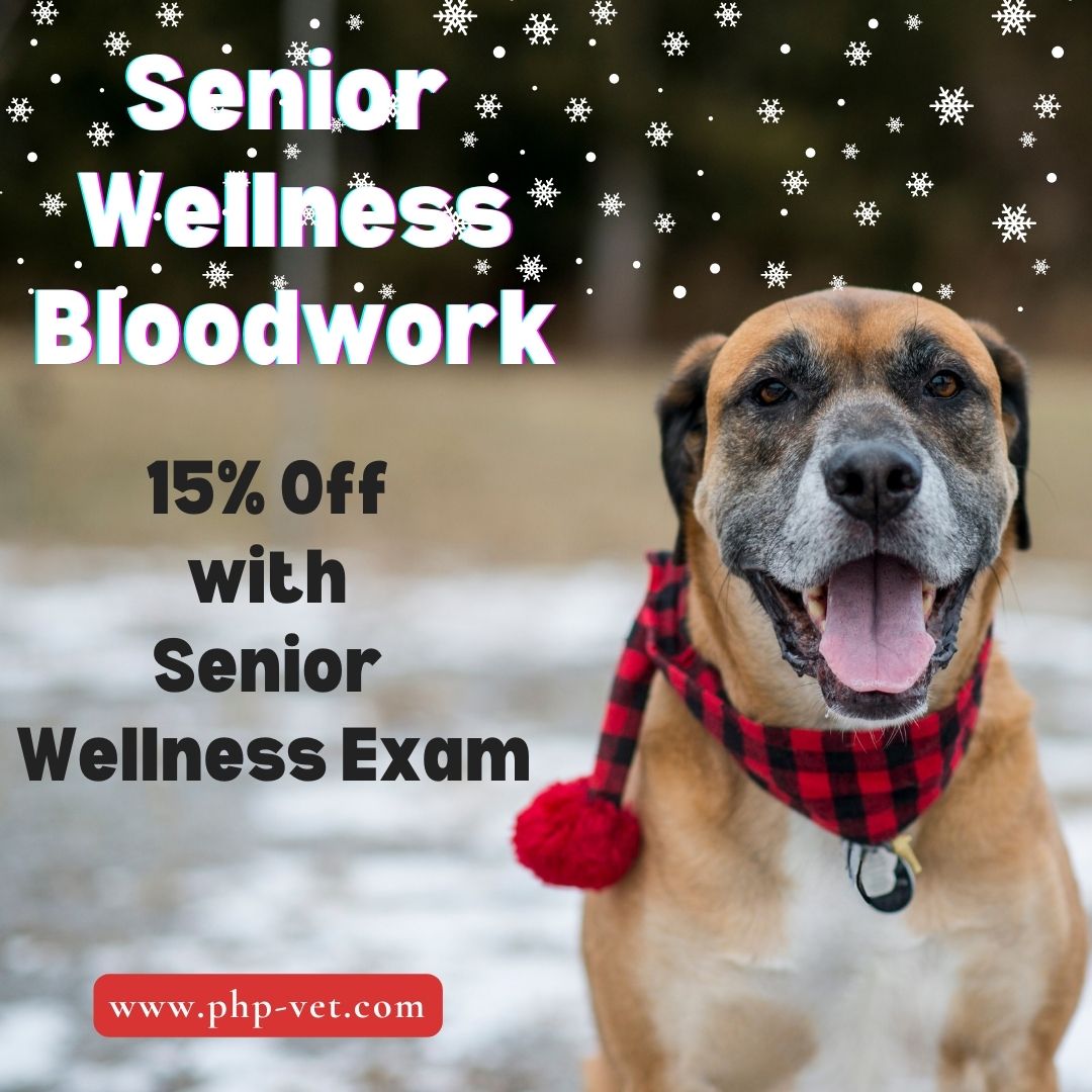 Senior Dog