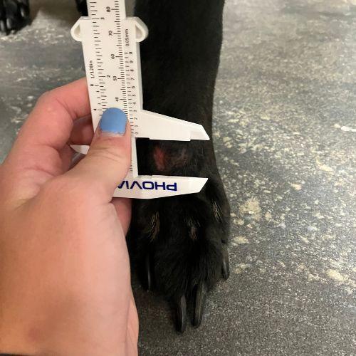 phovia-pet-health-plus-veterinary-hospital