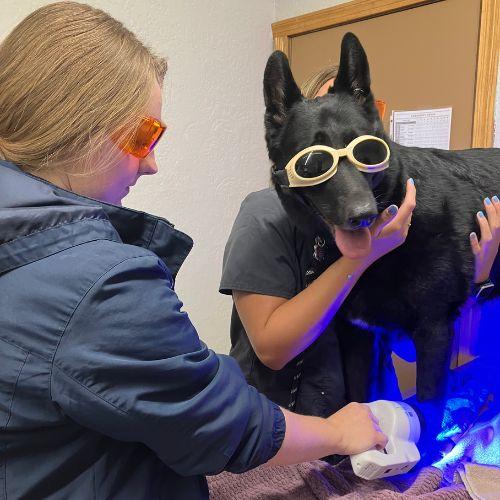 Dog Being Treated Using Phovia