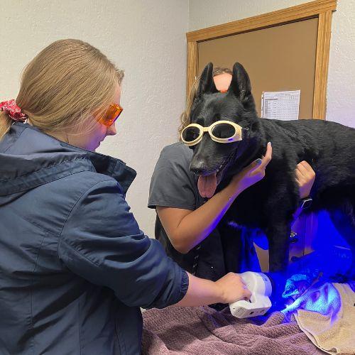 Phovia Pet Health Plus Veterinary Hospital