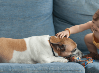 Baby Training Your Dog: What, When, Why?