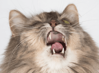 When to take a sneezing cat to the vet