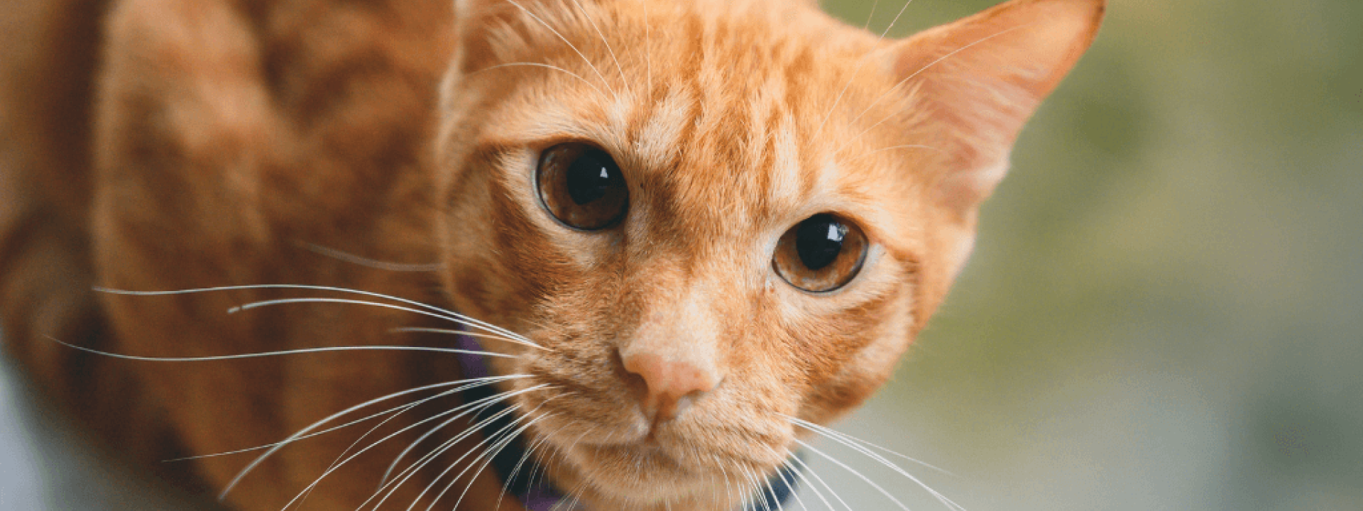 Orange cat close up