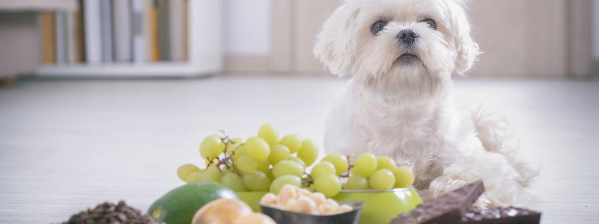 9 Human Foods That Are Toxic to Pets (And Their Healthy Alternatives!)