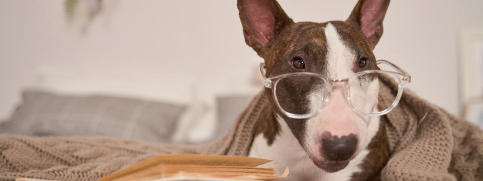 Bull Terrier wearing glasses