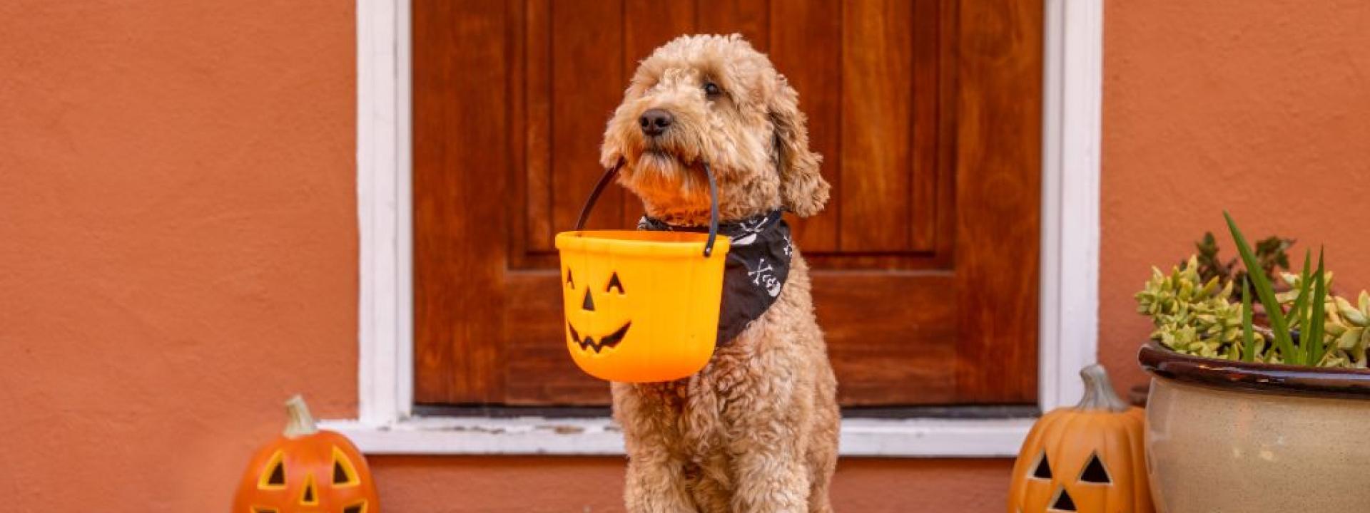 Brown Doodle Dog posing with a Halloween candy pail in front of a house